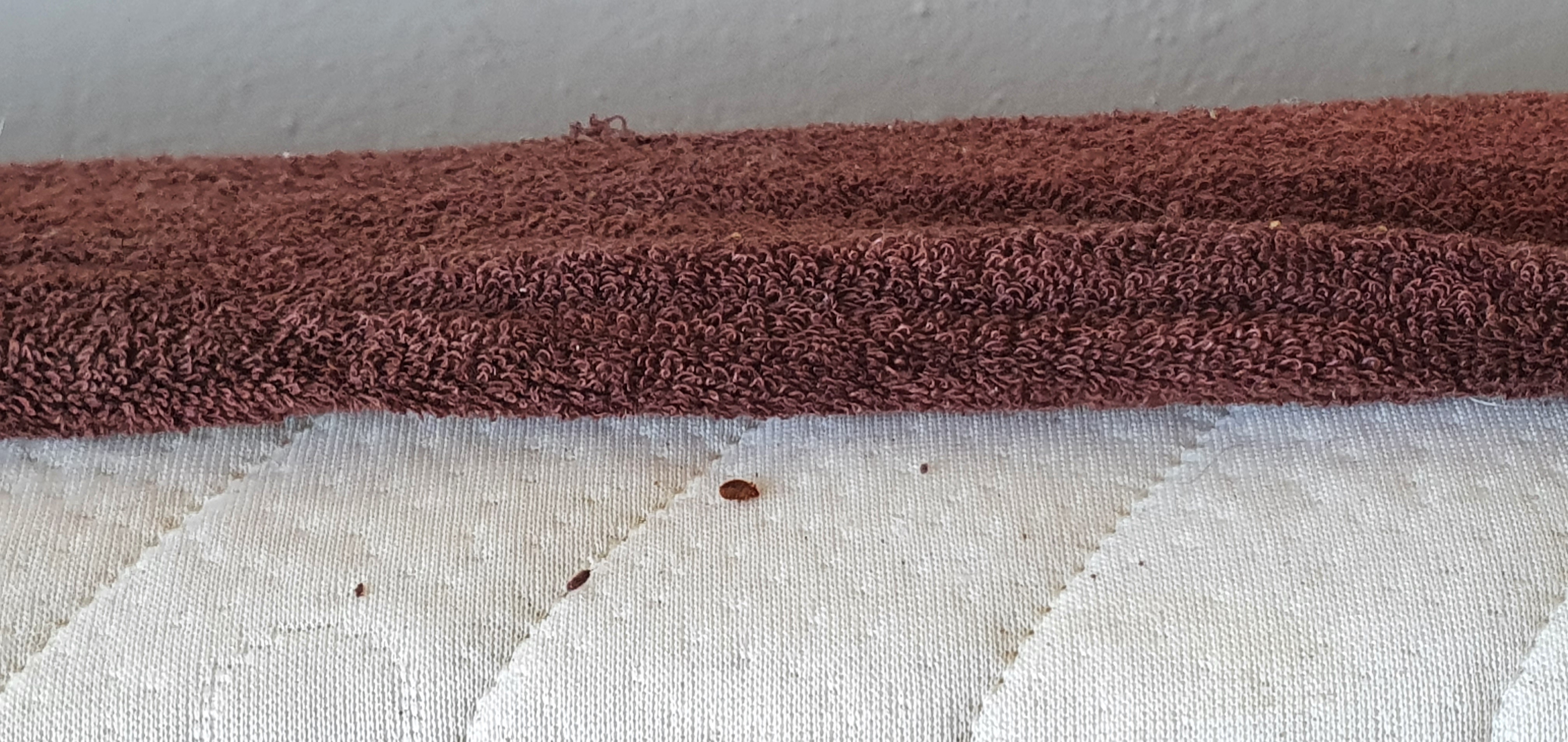 Štěnice na povrchu matrace v blízkosti okraje prostěradla, detailní pohled.