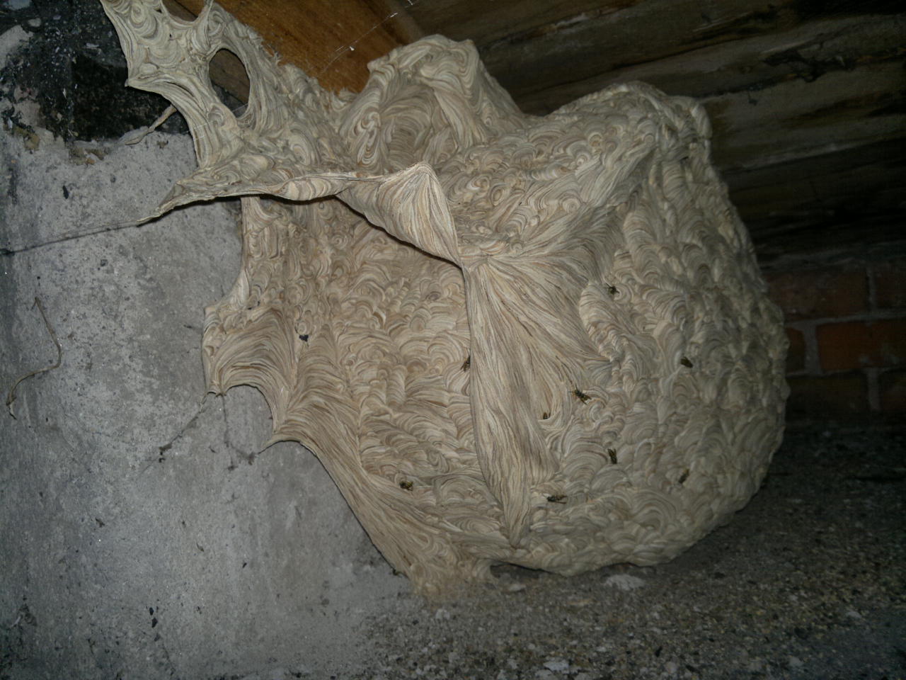 Detailní pohled na aktivní vosí hnízdo v podkroví, s výraznou papírovou strukturou a hmyzem na povrchu.
