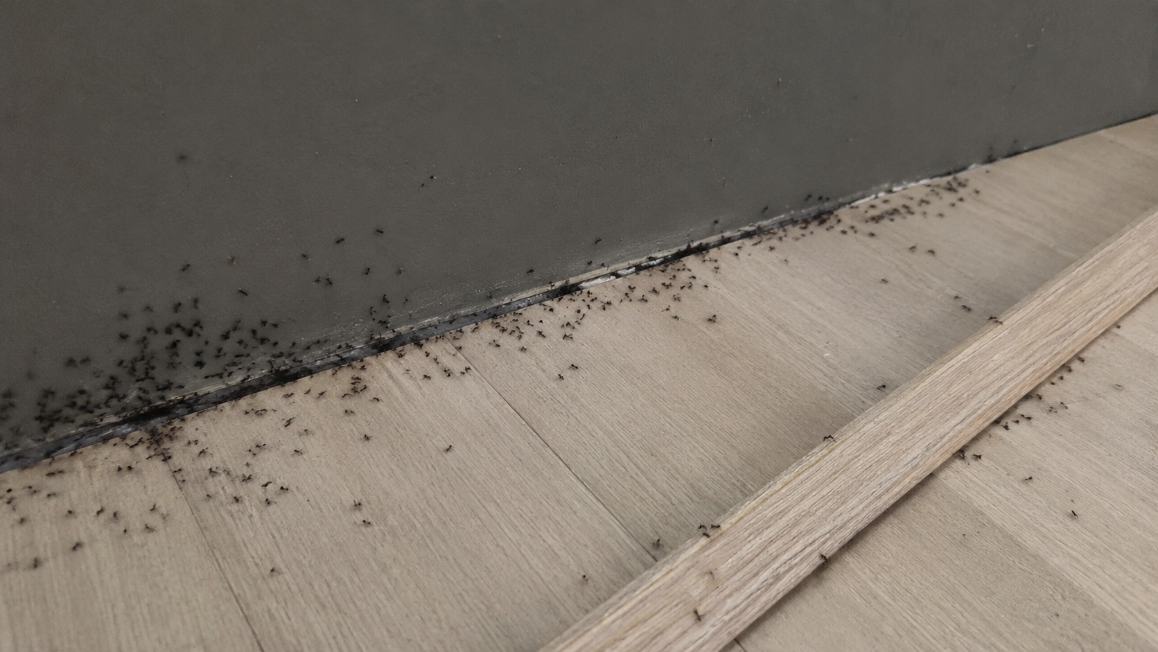 Mravenci vycházející ze spáry pod odstraněnou podlahovou lištou